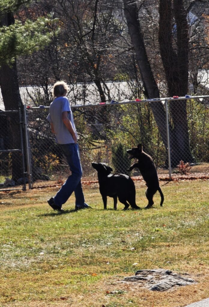 The Dogman Playing at The Puppy Motel with the Black Bear German Shepherds®