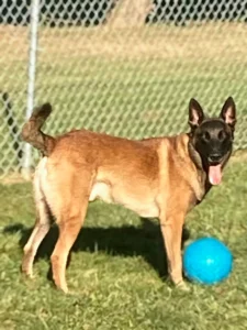 Flint is a Belgian Malinois dog. Standing in a field looking at the camera with a blue ball in front of him.