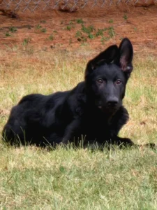 AKC Black Bear German Shepherd® named Midnight laying in the grass looking at the camera.