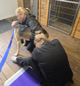 Keysville Mobile Veterinary Service holding Miles for bloodwork.