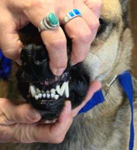 Miles' overbite, and his teeth look fantastic!
