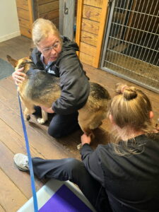 The vet from Keysville Mobile Veterinary Clinic giving Miles love after they finished!