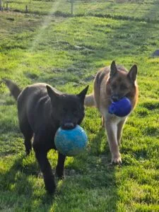 "Happy dogs enjoying outdoor kennel run at Marsh Run Kennels"