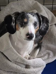 marsh-run-kennels-dog-blanket-comfort-care Dog resting comfortably wrapped in blanket at Marsh Run Kennels dog boarding facility