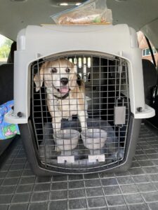 "Calm dog during professional pet transport