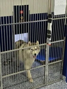 Large dog in clean individual kennel run at Marsh Run Kennels dog boarding facility