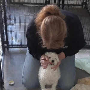 marsh-run-kennels-hand-feeding-dog-care Staff hand-feeding small dog at Marsh Run Kennels providing personalized care and attention