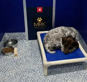 Comfortable Indoor Dog Boarding at Marsh Run Kennels Dog resting comfortably in a clean indoor kennel at Marsh Run Kennels with raised bed, food, and water bowls