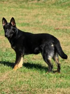 black-german-shepherd-marsh-run-kennels Black German Shepherd standing outdoors at Marsh Run Kennels dog boarding facility