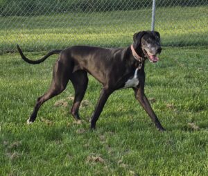 "Dog enjoying individual outdoor time at Marsh Run Kennels daycare"