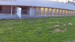 marsh-run-kennels-outdoor-kennel-runs Outdoor dog kennels and fenced runs at Marsh Run Kennels dog boarding facility
