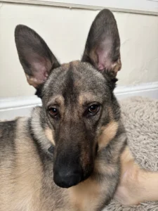 Customer review for Garrett about Marsh Run Kennels Inc. dog boarding and daycare services in Waynesboro PA.