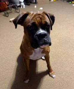 Sadie Mae, a brown and white Boxer dog, staying at Marsh Run Kennels Inc. dog boarding facility in Waynesboro, PA.