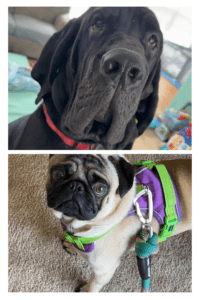 Black Great Dane and tan pug client dogs at Marsh Run Kennels Inc. dog boarding facility in Waynesboro PA near Hagerstown and Chambersburg.