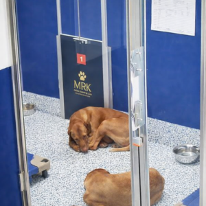 Dogs resting calmly in clean indoor kennel at Marsh Run Kennels dog boarding facility